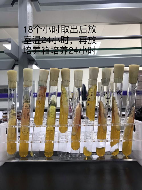 沙門氏菌三糖鐵結果,可以做出什么判斷 食品微生物檢測 powered discuz